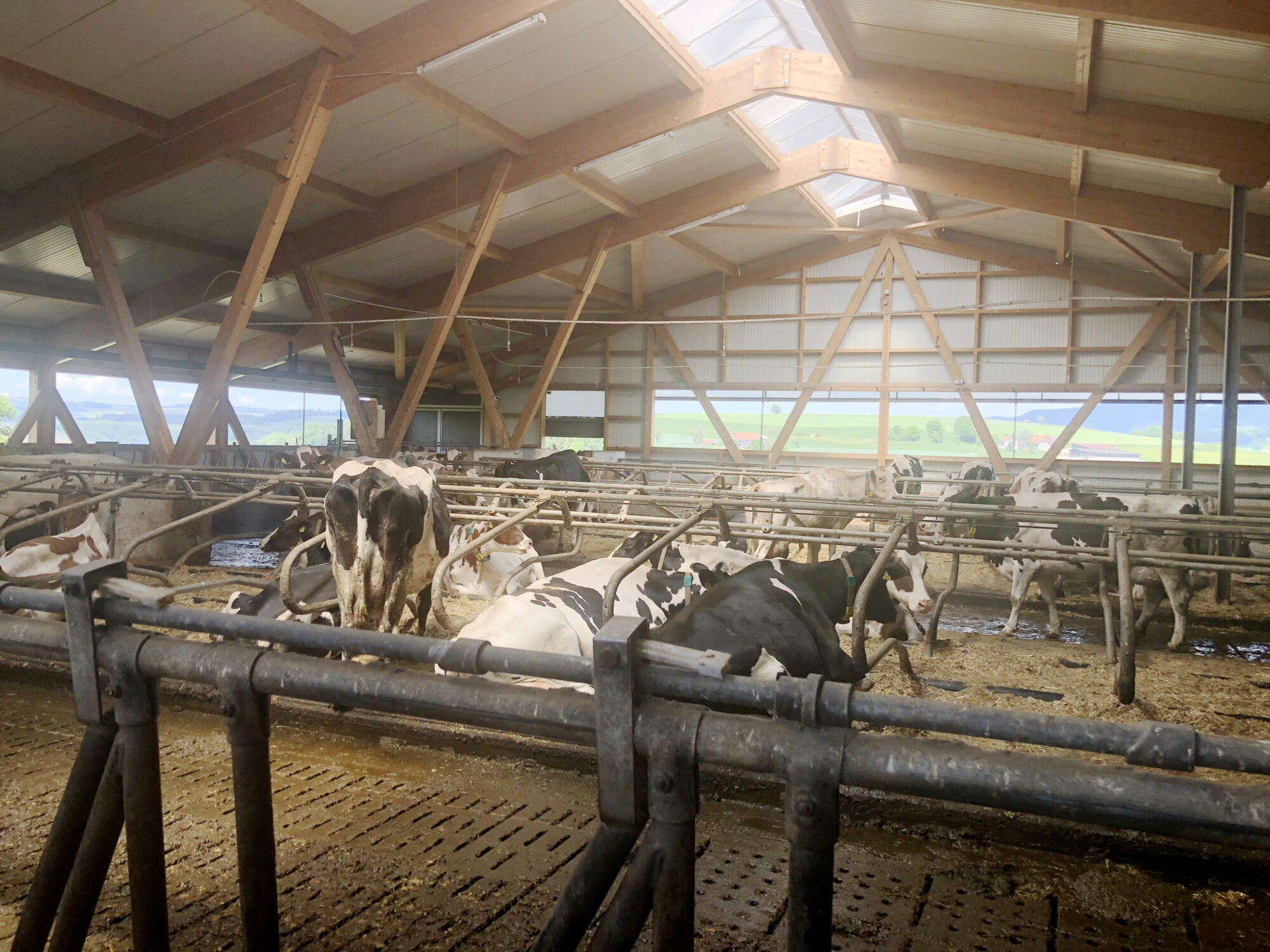 Milchviehstall auf dem Bergwaldhof.